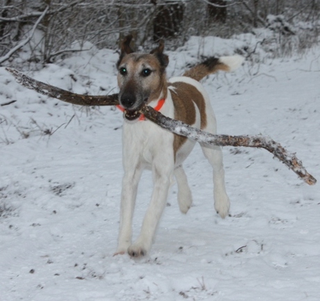Oscar tobt am 3. Januar 2010 durch den Schnee.